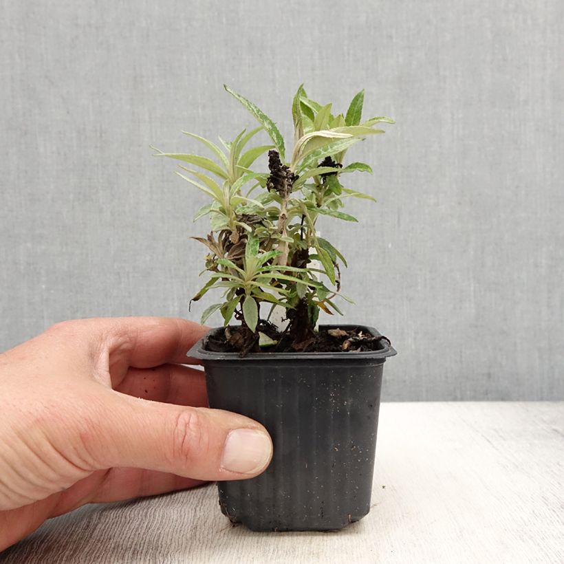 Buddleja davidii Butterfly CandyLittle Purple - Arbre aux papillons nain - Godet de 8/9 cm sample as delivered in spring