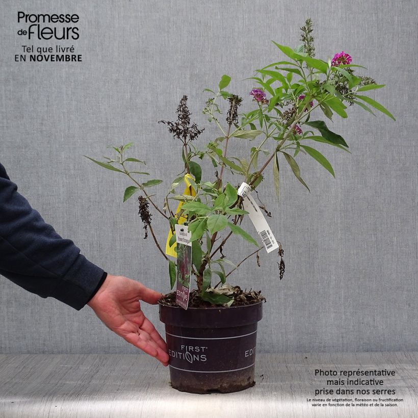 Buddleja Funky Fuchsia - Arbre aux papillons Pot de 2L/3L sample as delivered in autumn