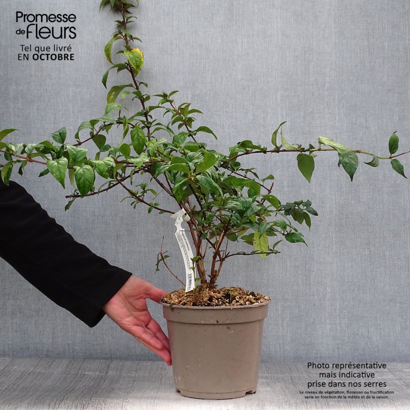 Buddleja lindleyana - Arbre aux papillons de Lindley Pot de 4L/5L sample as delivered in autumn