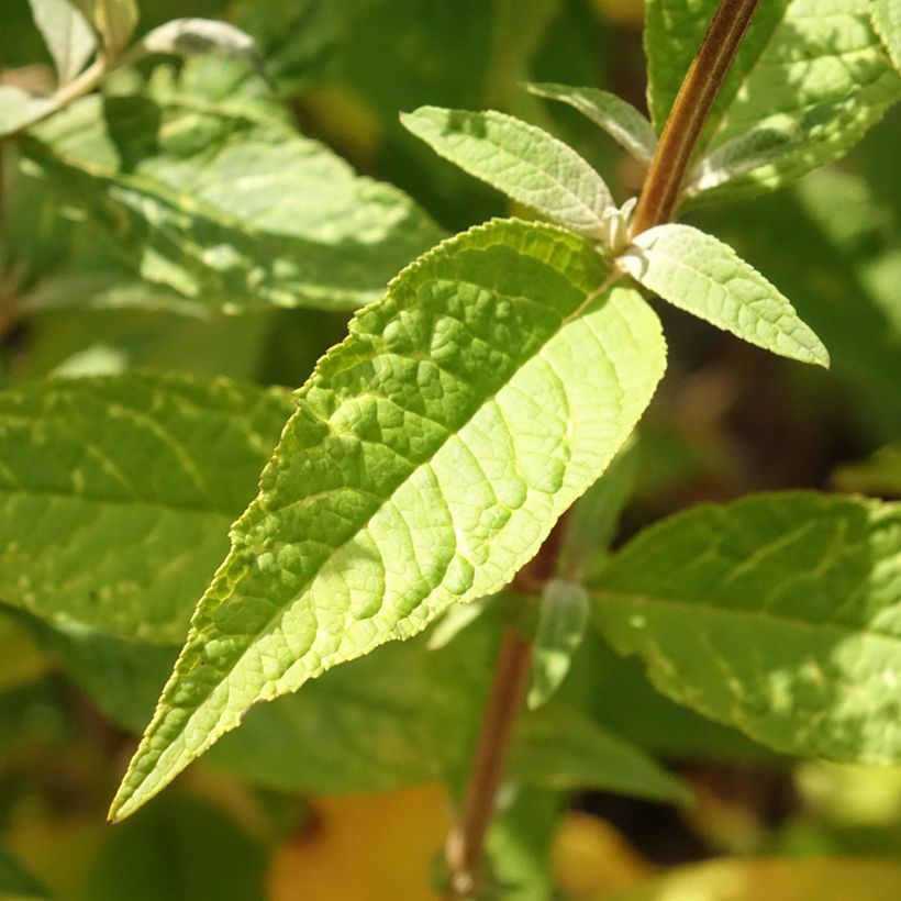 Buddleja davidii Psychedelic Sky - Butterfly Bush (Foliage)