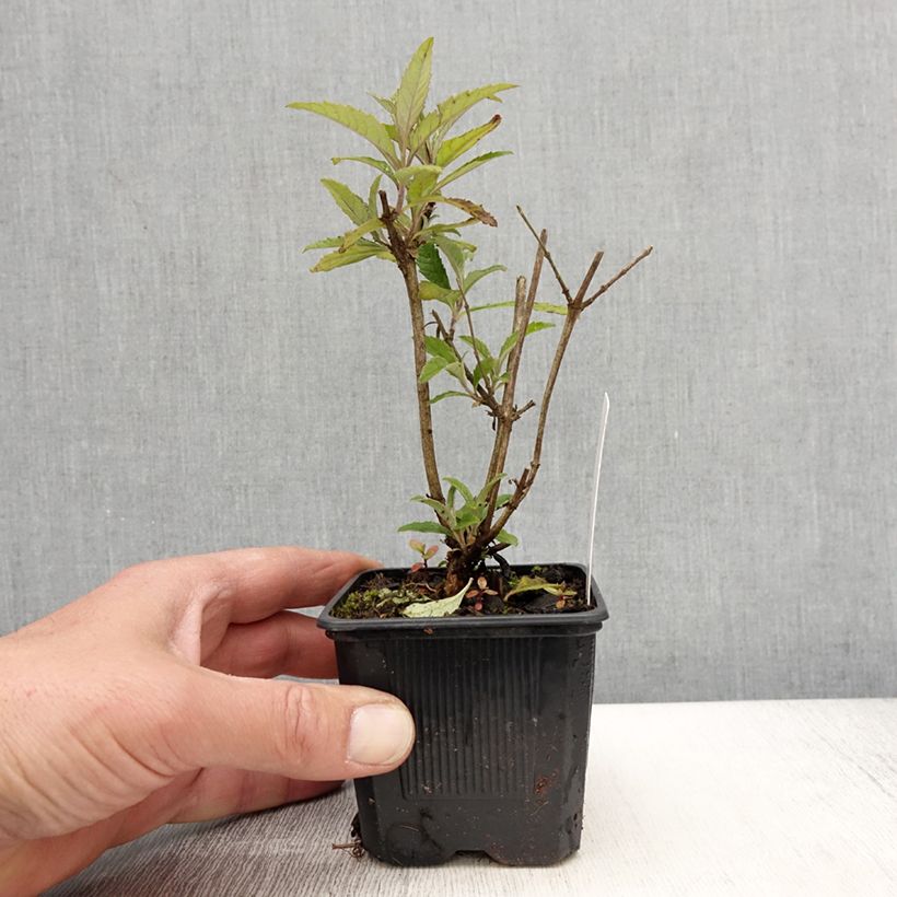 Buddleja davidii Wisteria Lane - Butterfly Bush 8/9 cm pot sample as delivered in spring