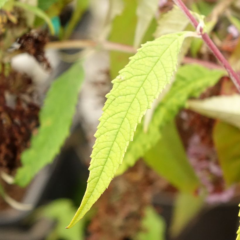 Buddleja davidii Wisteria Lane - Butterfly Bush (Foliage)