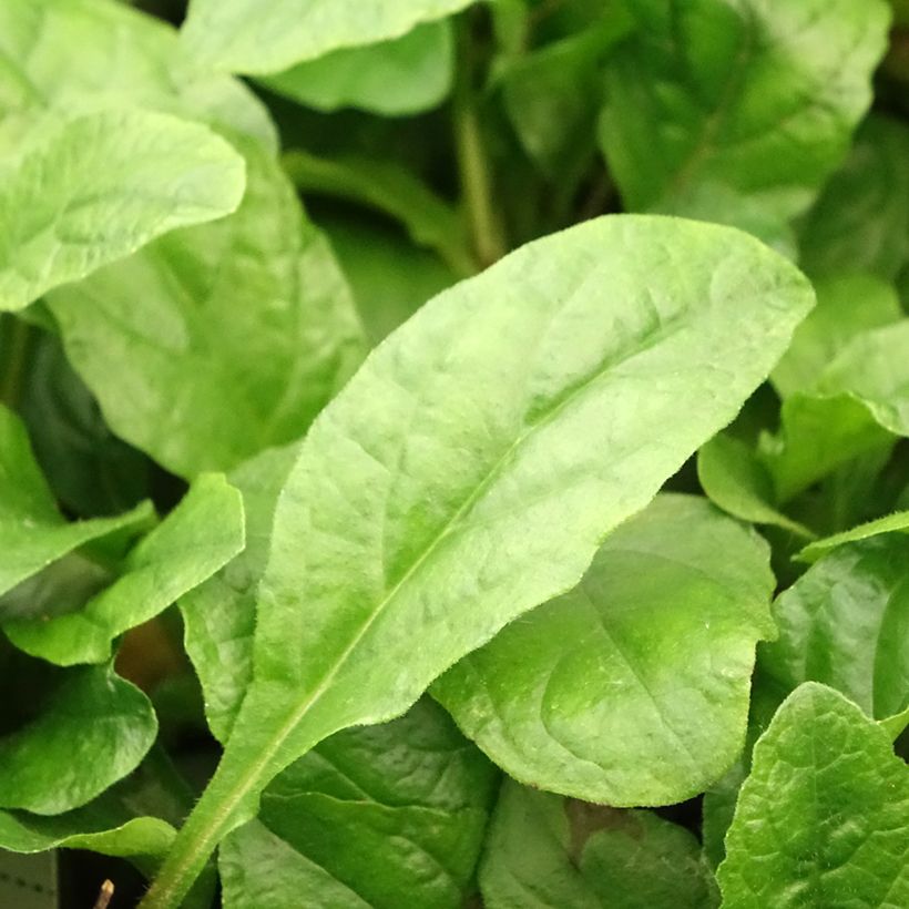 Ajuga reptans Rosea (Foliage)