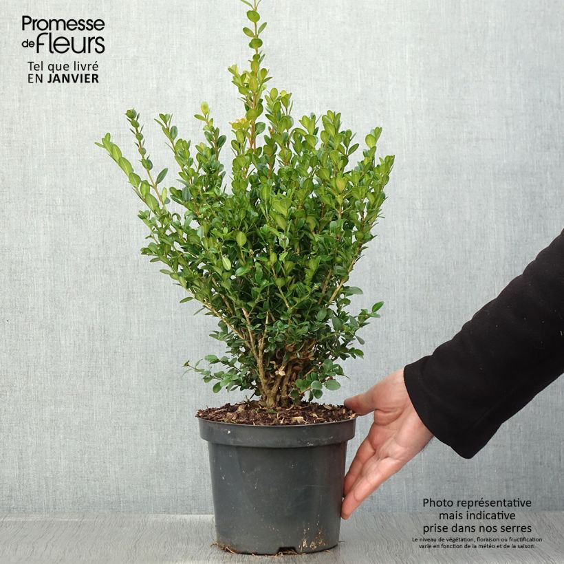 Buis - Buxus microphylla Faulkner en pot de 3L/4L forme libre sample as delivered in winter