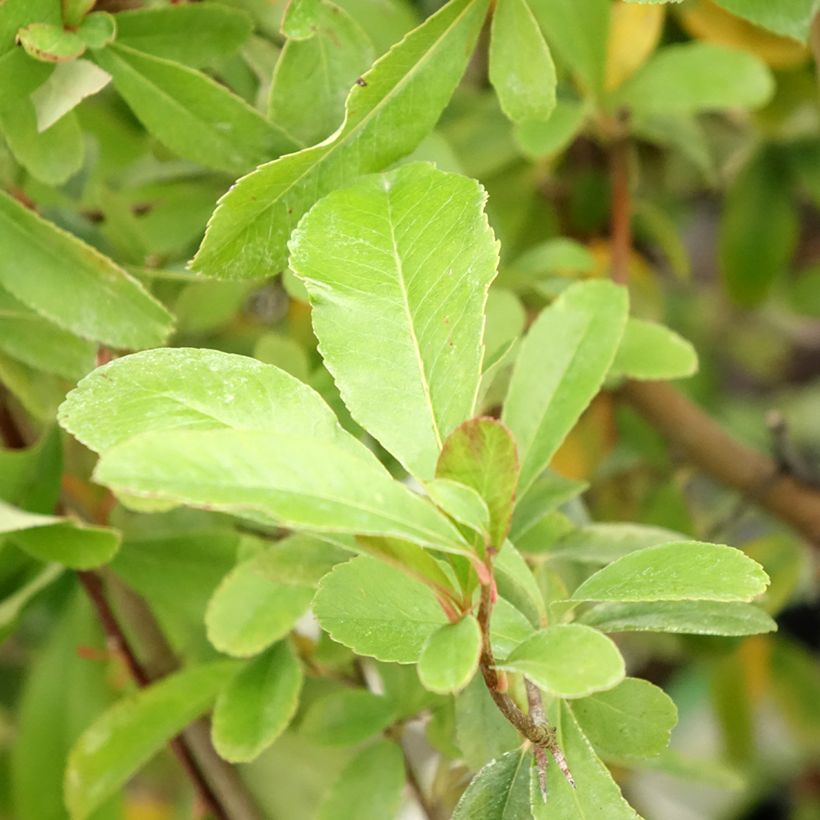 Pyracantha coccinea Saphyr Jaune - Scarlet Firethorn (Foliage)