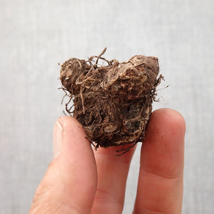 Caladium Rosebud Bulbe sample as delivered in spring