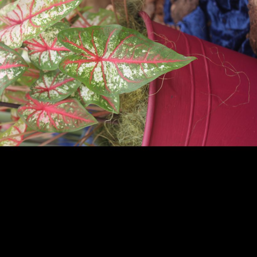 Caladium Tapestry (Foliage)