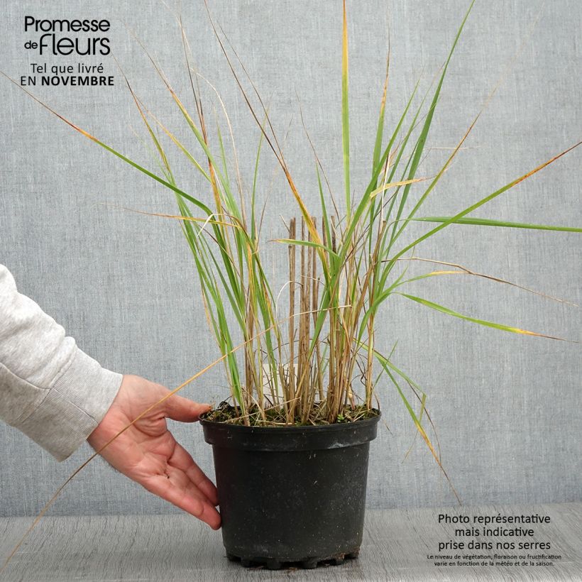 Calamagrostis acutiflora Karl Foerster en pot de 2L/3L sample as delivered in autumn