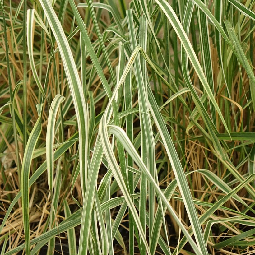 Calamagrostis acutiflora Overdam - Feather Reed Grass (Foliage)