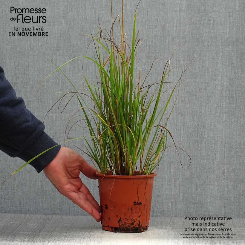 Calamagrostis acutiflora Waldenbuch - pot de 1L/1.5L sample as delivered in autumn