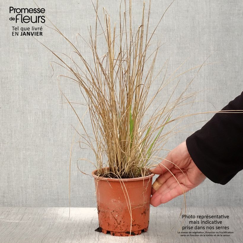 Calamagrostis acutiflora Waldenbuch - pot de 1L/1.5L sample as delivered in winter