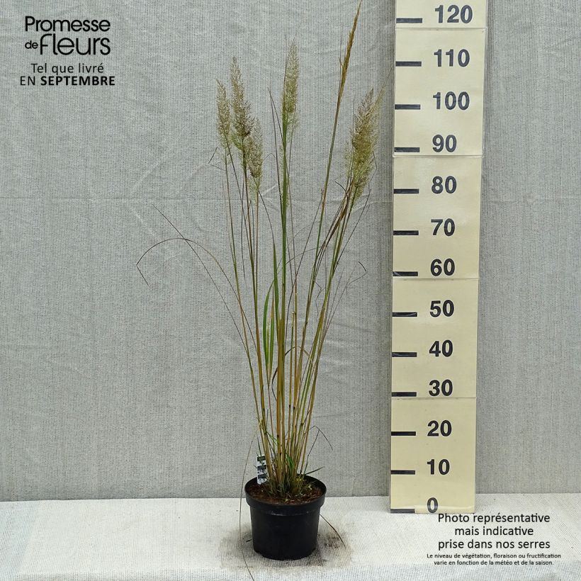 Calamagrostis brachytricha - Herbe aux diamants en pot de 3L/4L litres sample as delivered in autumn