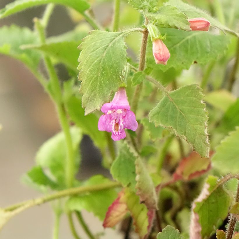 Calamintha grandiflora - Calamint (Foliage)