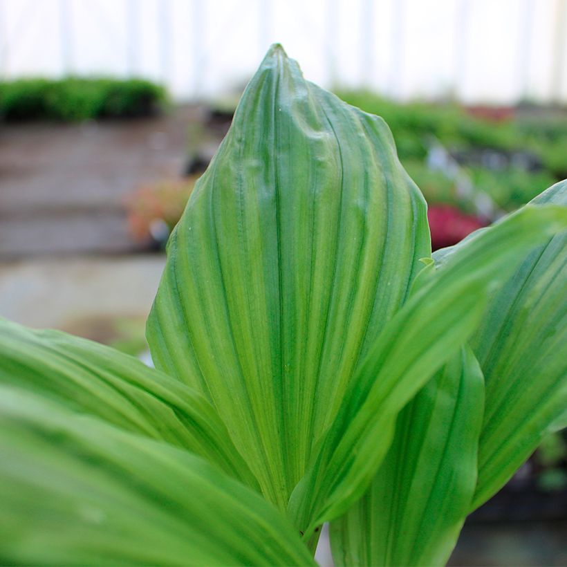 Calanthe Arizona Dream - Garden orchid (Foliage)