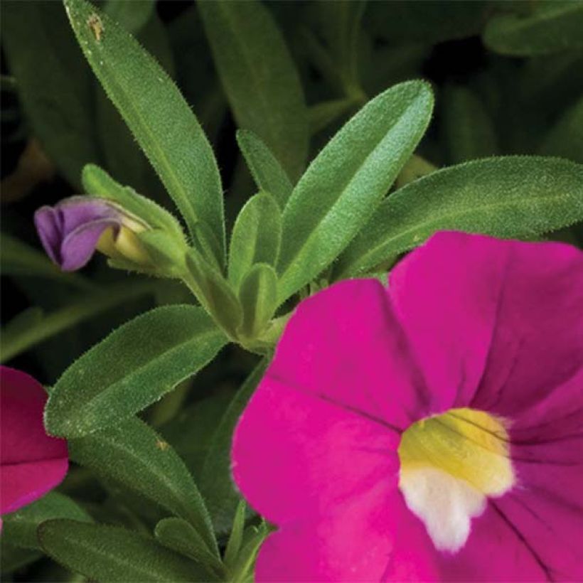 Calibrachoa Noa Dark Pink Carnival - Mini-Petunia (Foliage)