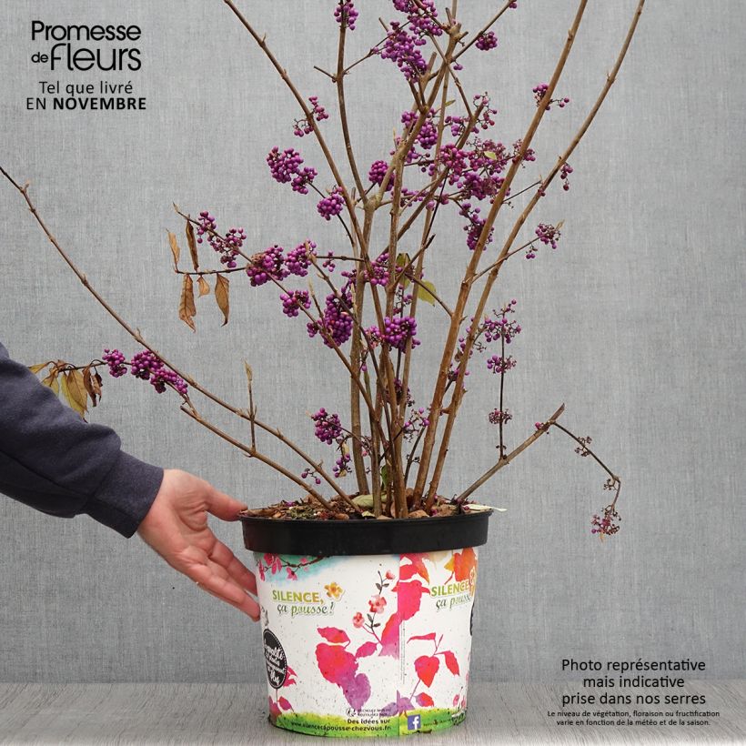 Callicarpa bodinieri Imperial Pearl en pot de 7,5l/10l sample as delivered in autumn