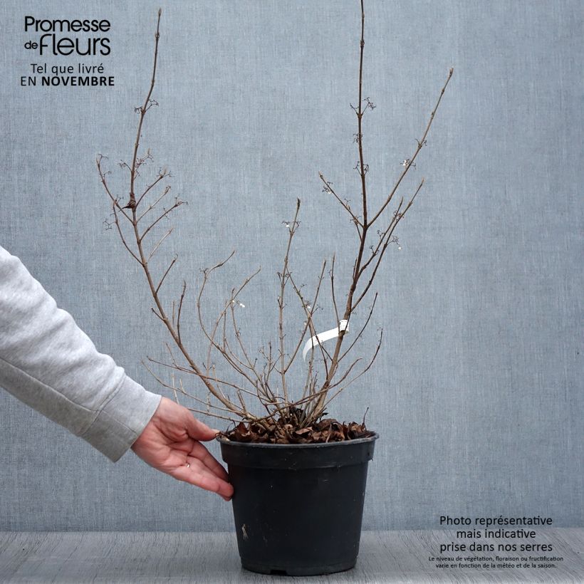 Callicarpa bodinieri Magical Snowstar - Pot de 3L/4L sample as delivered in autumn