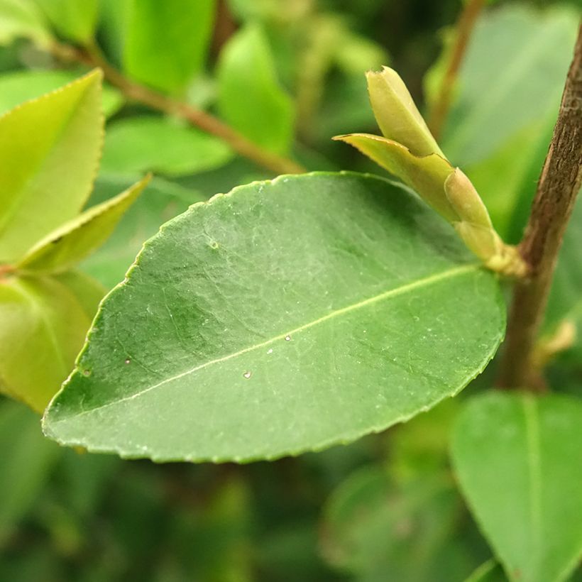 Camellia Cinnamon Cindy (Foliage)