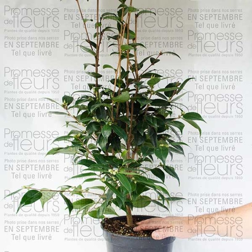 Example of Camélia champêtre - Camellia Spring Festival Pot de 3L/4L specimen as delivered