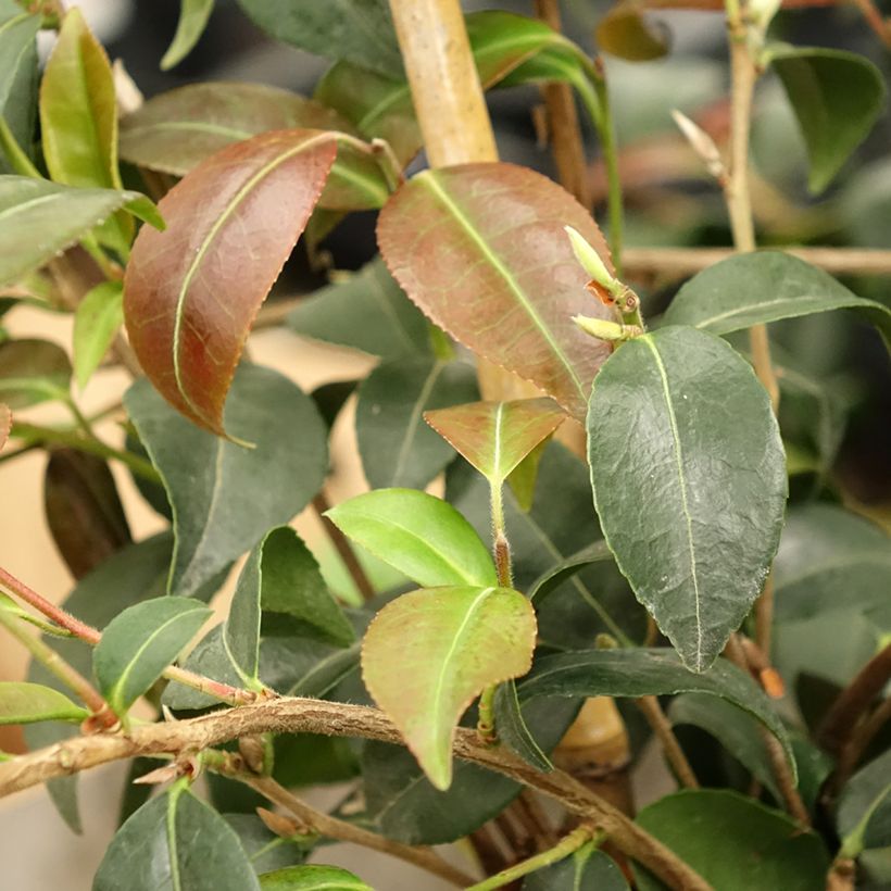 Camellia Gay Baby (Foliage)