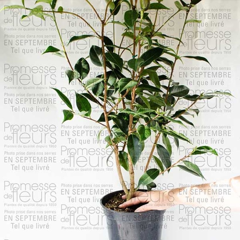 Example of Camélia classique - Camellia Royal Velvet Pot de 4L/5L specimen as delivered