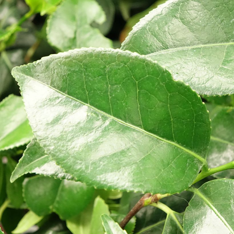 Camellia japonica Dainty California (Foliage)