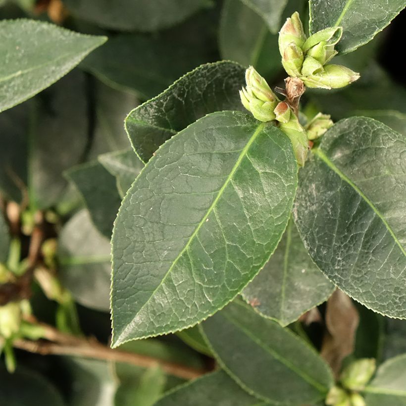 Camellia reticulata Fiesta Grande (Foliage)