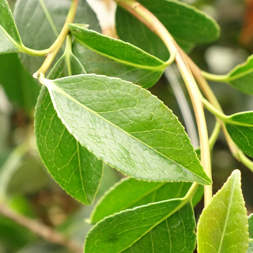 Camellia williamsii Lucky Star (Foliage)