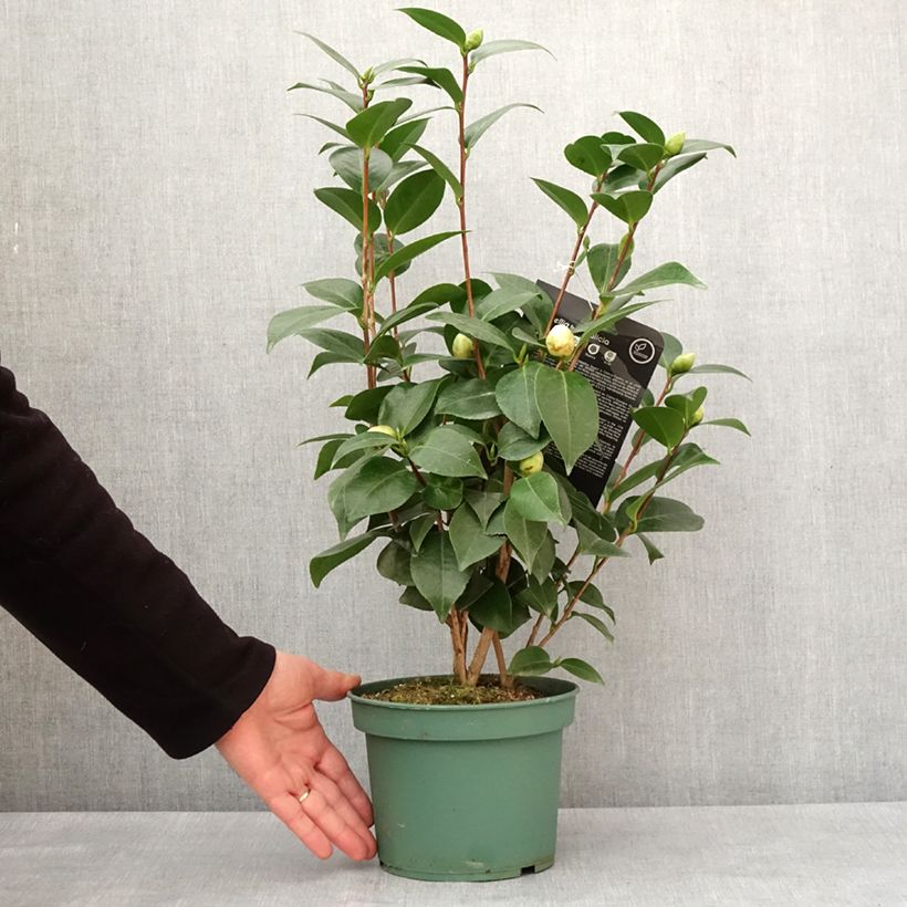 Camellia japonica Nuccio's Gem 2L/3L potShipped height around 40/60cm sample as delivered in winter