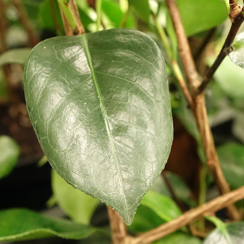 Camellia japonica de Higo Okan (Foliage)