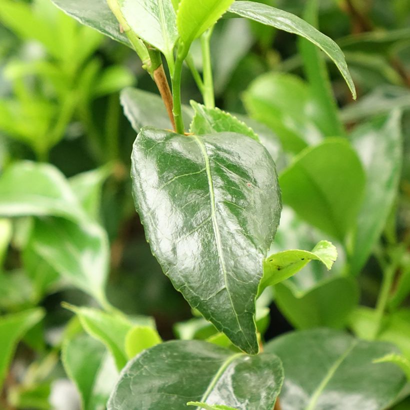 Camellia japonica Stacy Susan (Foliage)