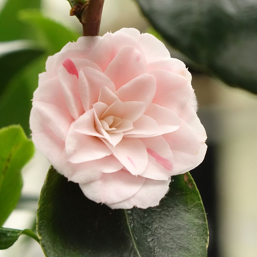 Camellia japonica Stacy Susan (Flowering)