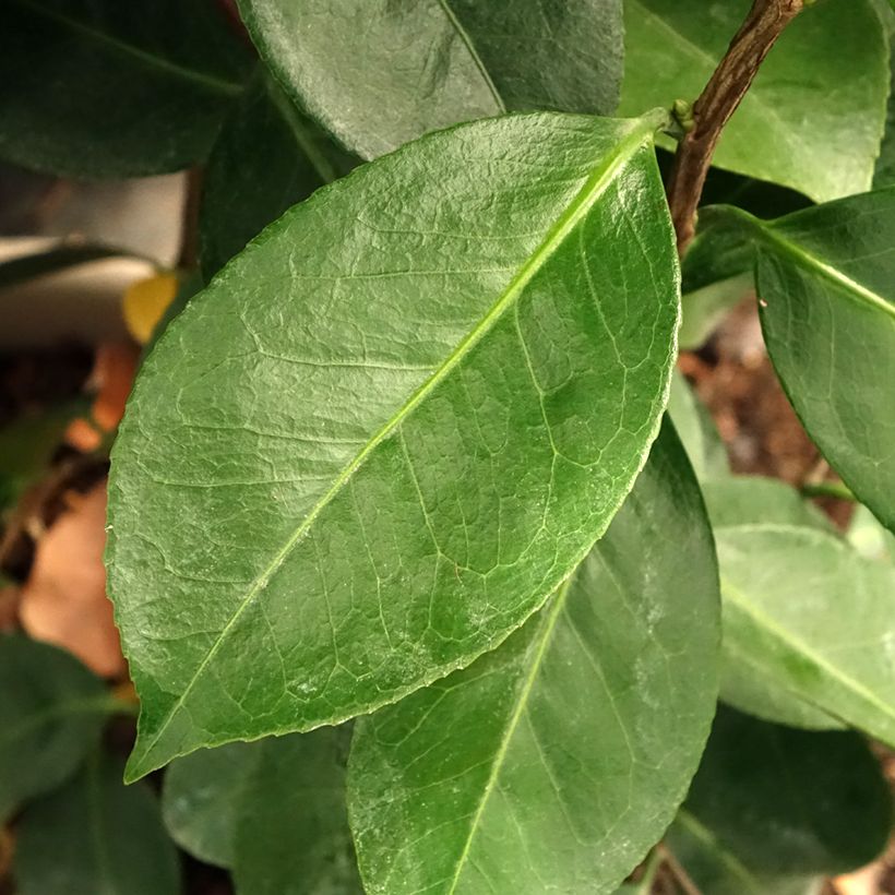 Camellia japonica Traverso (Foliage)