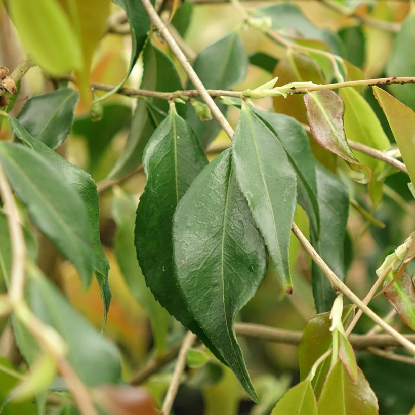 Camellia tsaii (Foliage)