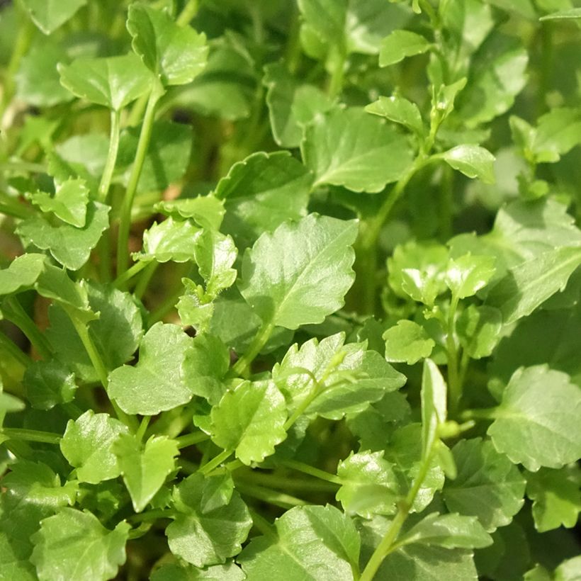 Campanula cochleariifolia Alba (Foliage)