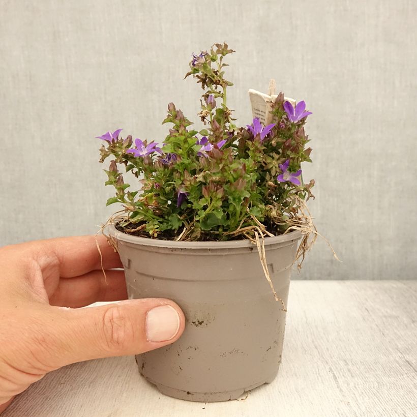 Campanula poscharskyana Adansa Purple - Campanule des Murets Pot de 1L/1,5L sample as delivered in summer