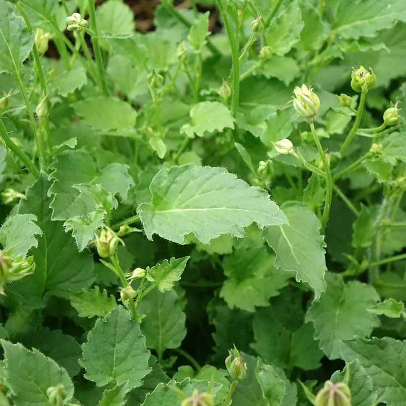 Campanula carpatica Blaue Clips (Foliage)