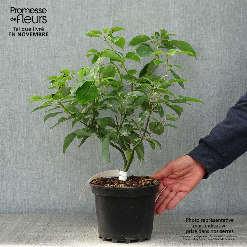 Camphrier 50/60cm en pot de 2L/3L - Cinnamomum camphora sample as delivered in autumn