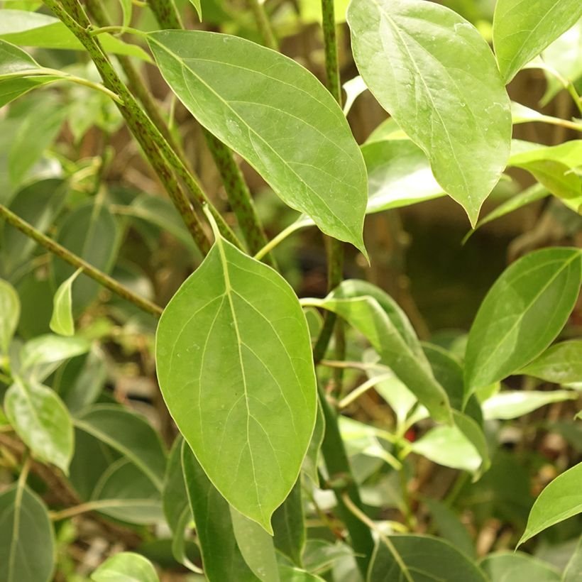 Cinnamomum camphora - Camphor tree (Foliage)