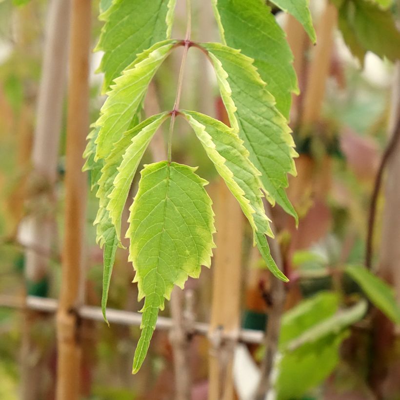 Campsis radicans  (Foliage)