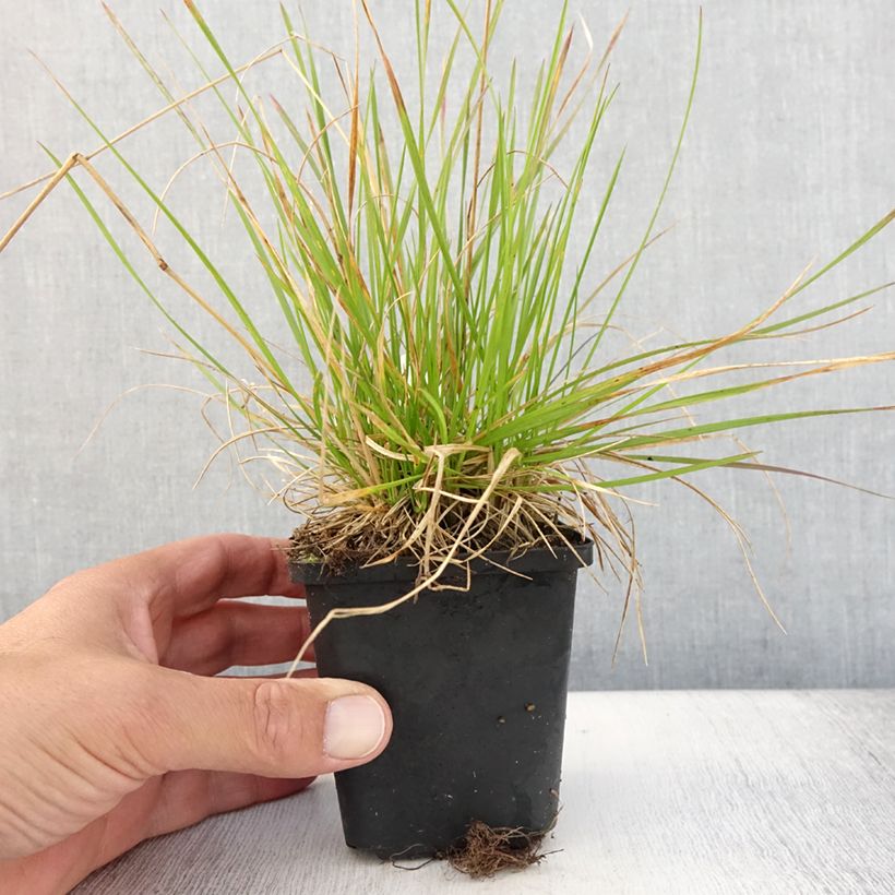 Canche cespiteuse Northern Lights - Deschampsia cespitosa  Godet de 8/9 cm sample as delivered in summer