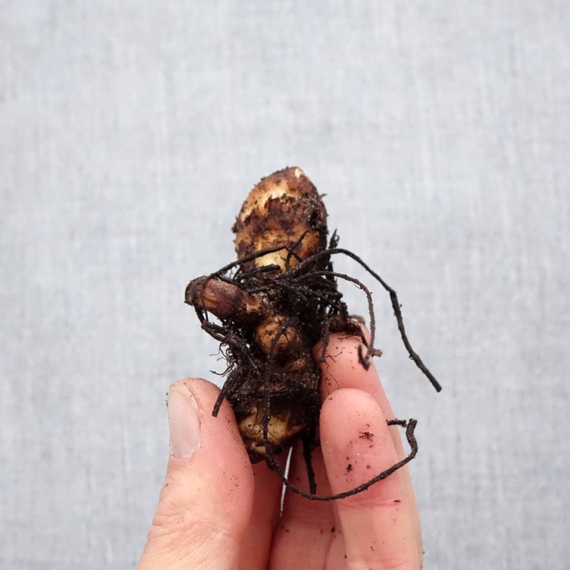 Canna Strasbourg - Indian shot Bulb size I sample as delivered in spring