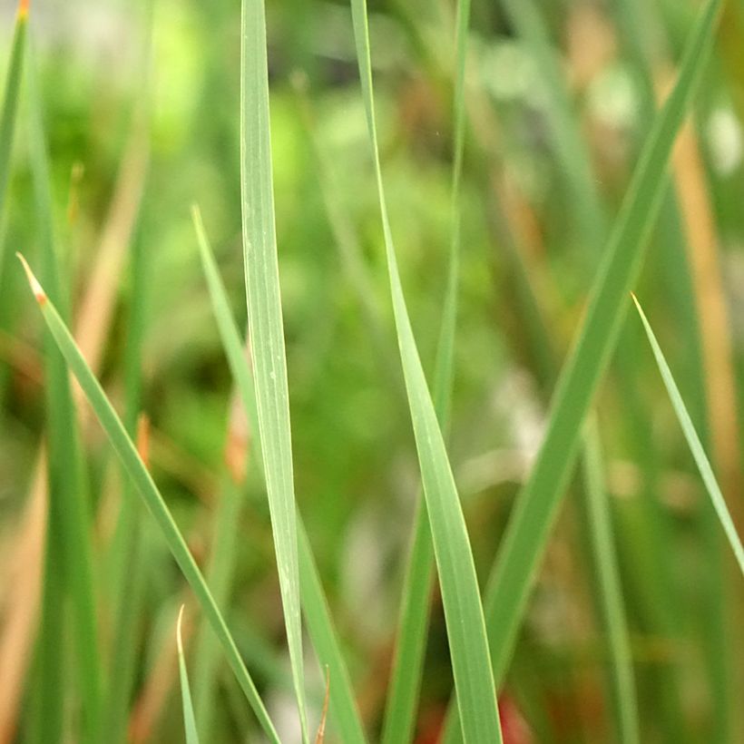 Dierama pulcherrimum Blackbird (Foliage)