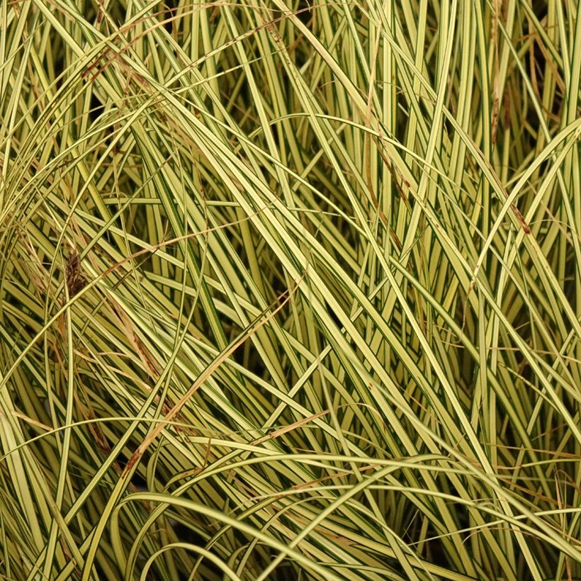 Carex brunnea Jenneke (Foliage)