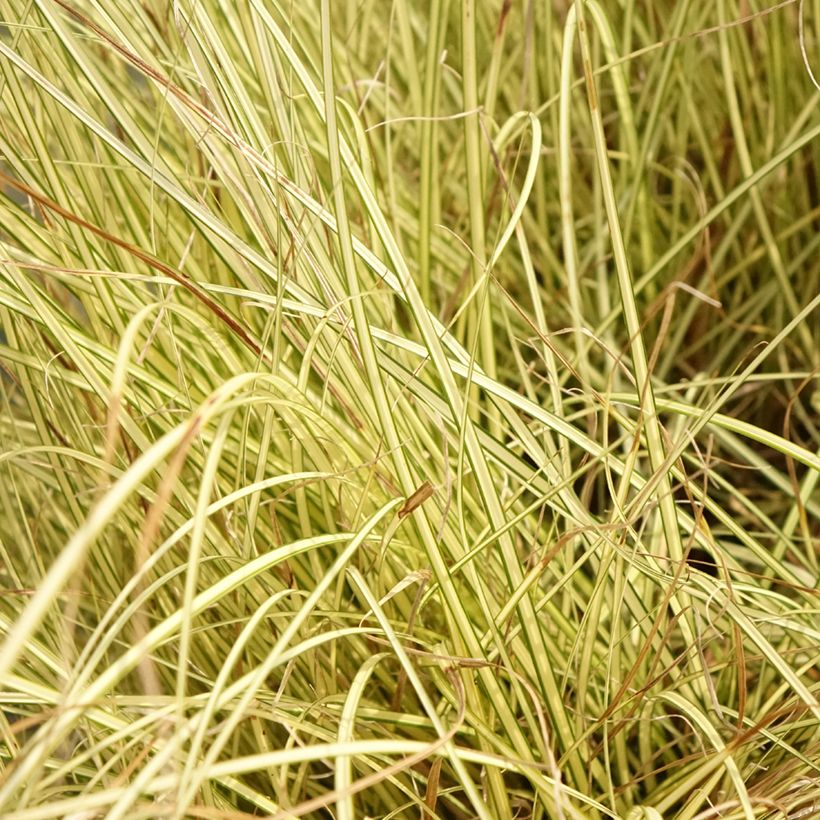 Carex brunnea Jenneke (Foliage)