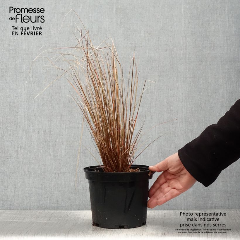 Carex buchananii Red Rooster - Laîche de Buchanan Pot de 2L/3L sample as delivered in winter