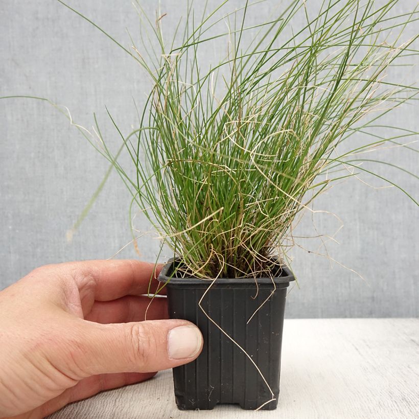 Carex davalliana - Davall's sedge 8/9 cm pot sample as delivered in spring