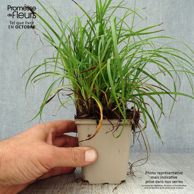 Carex flacca Godet de 9cm sample as delivered in autumn