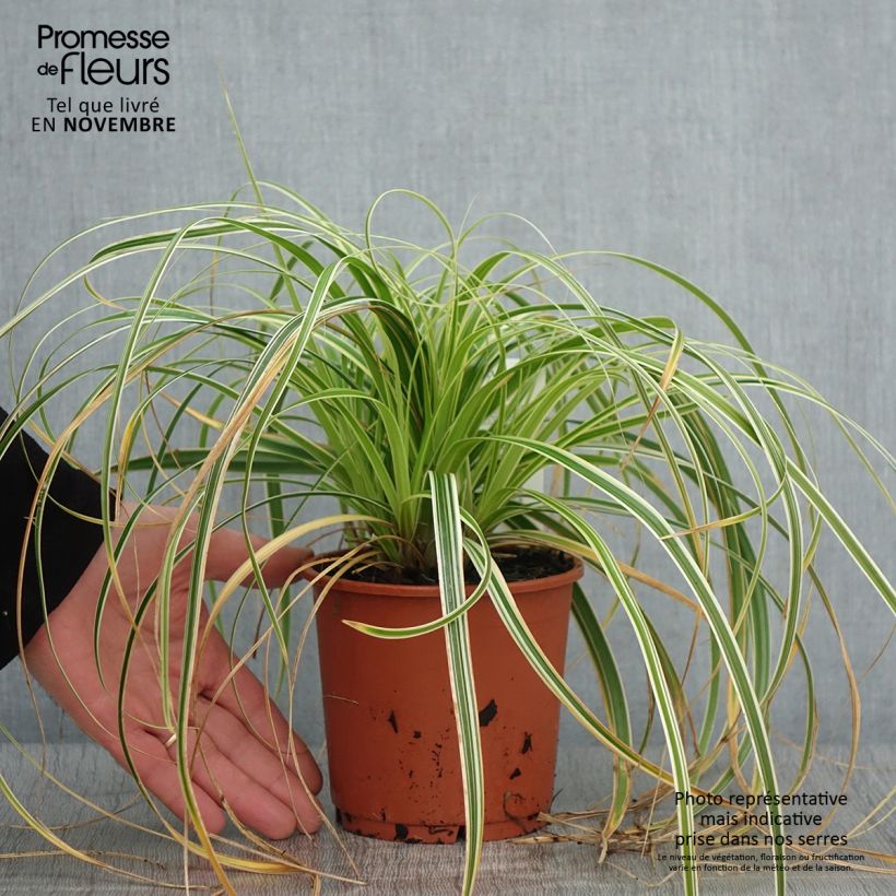 Carex hybride Feather Falls en pot de 1L/1.5L sample as delivered in autumn