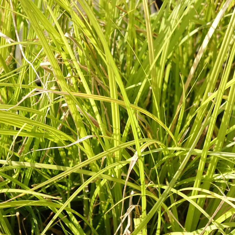 Carex lenta Osaka (Foliage)